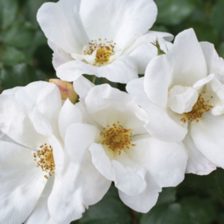 Knock Out Rose - White 2 Gal