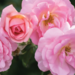 Knock Out Rose - Peachy 2 Gal