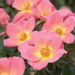 Knock Out Rose - Rainbow 2 Gal