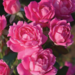 Double Knock Out Rose - Pink 2 Gal
