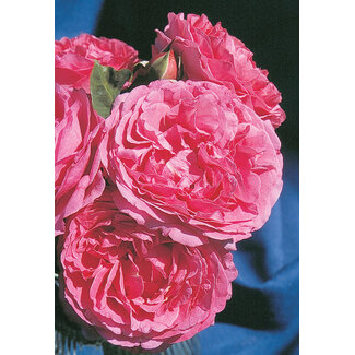 Hybrid Tea Rose - Yves Piaget Romantica 2 Gal