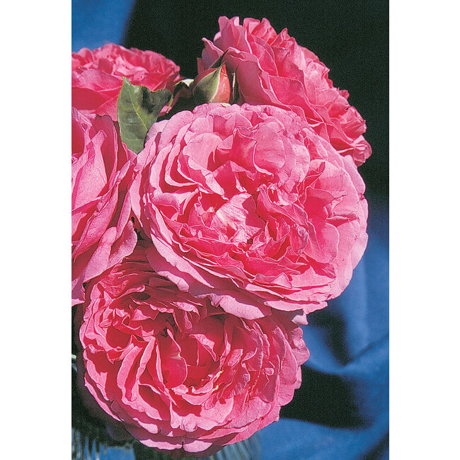 Hybrid Tea Rose - Yves Piaget Romantica 2 Gal