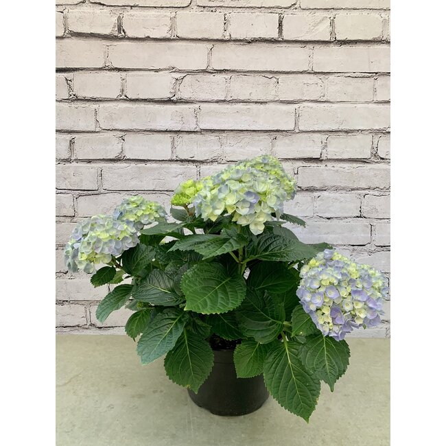 Hydrangea