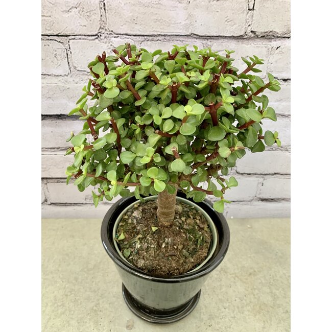 Jade Bonsai Standard