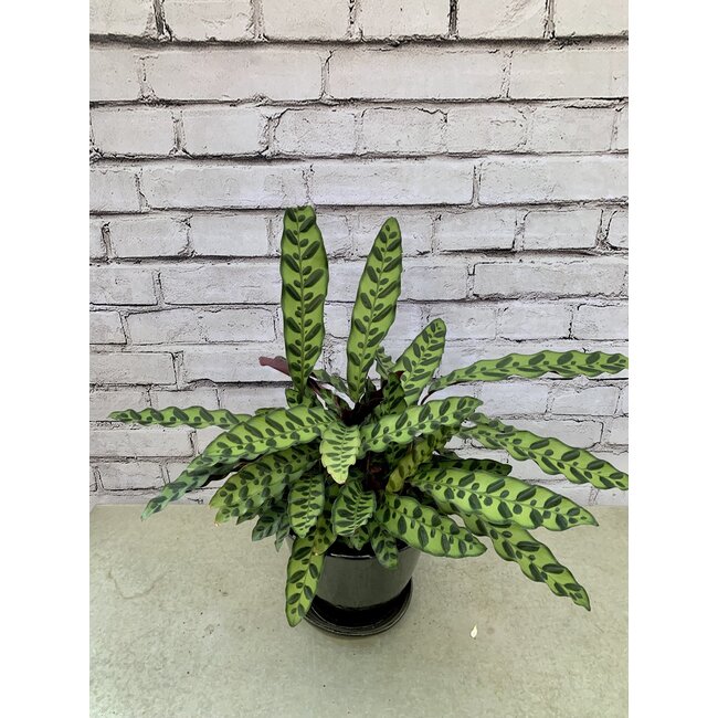 Calathea Rattlesnake