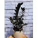 ZZ Black Raven (Zamioculcas Zamiifolia)