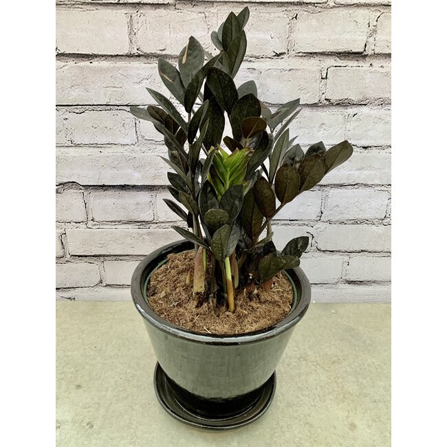 ZZ Black Raven (Zamioculcas Zamiifolia)