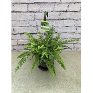 6" Boston Fern