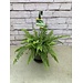 6" Boston Fern