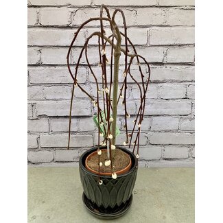 6" Pussy Willow