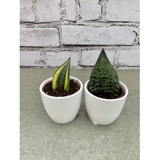 2.5" Sansevieria Koi Fin