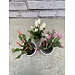 Spring Cactus