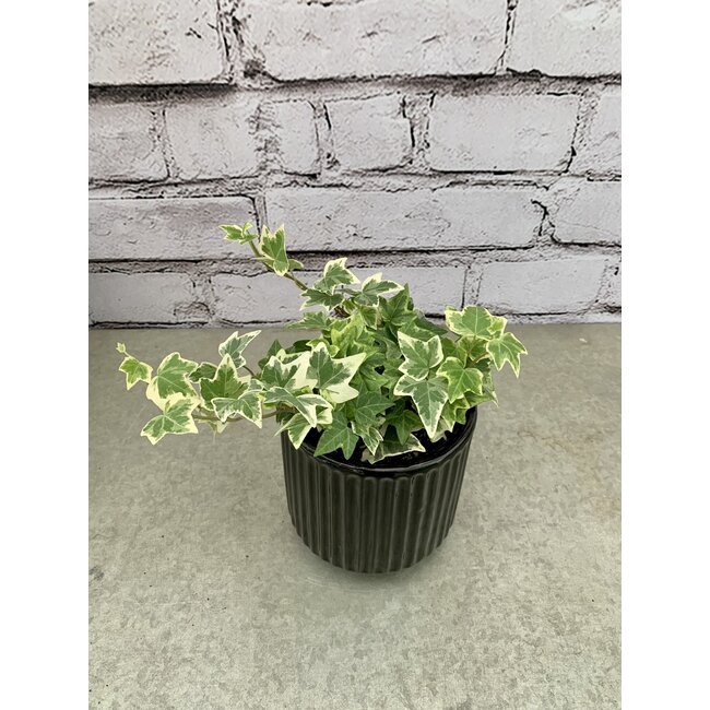 3.5"  Ivy