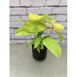 5" Philodendron Hybrid Lemon Lime (Long Leaf)