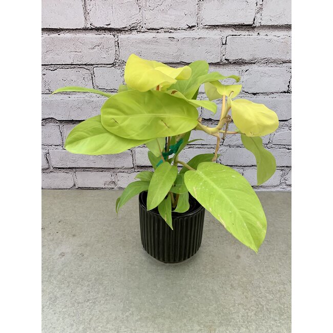 6" Philodendron Hybrid Lemon Lime (Long Leaf)