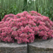 Sedum - RocknGrow Popstar PW 1 Gal