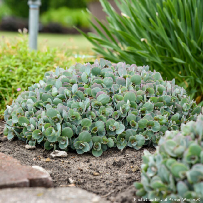 Sedum - RocknGrow Popstar PW 1 Gal