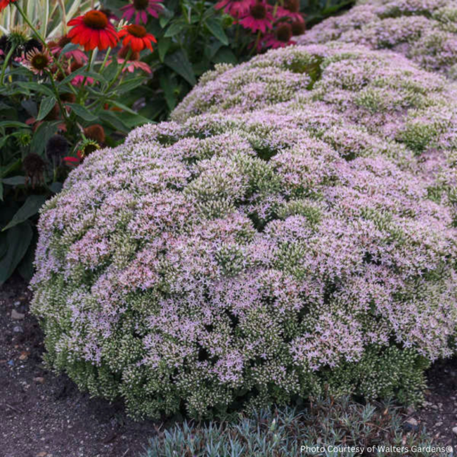 Sedum - RocknGrow Pure Joy PW 1 Gal