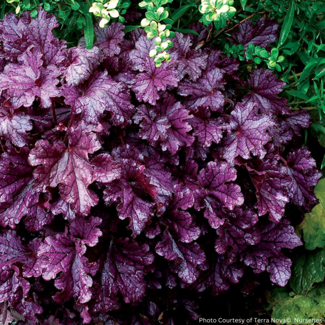 Coral Bells - Forever Purple 1 Gal