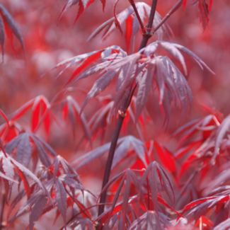 Japanese Maple - Red Leaf 100cm 3 Gal