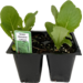 Green Romaine Lettuce