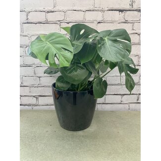10" Philodendron Monstera