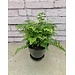 Maidenhair Fern