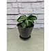 6" Peperomia Equador