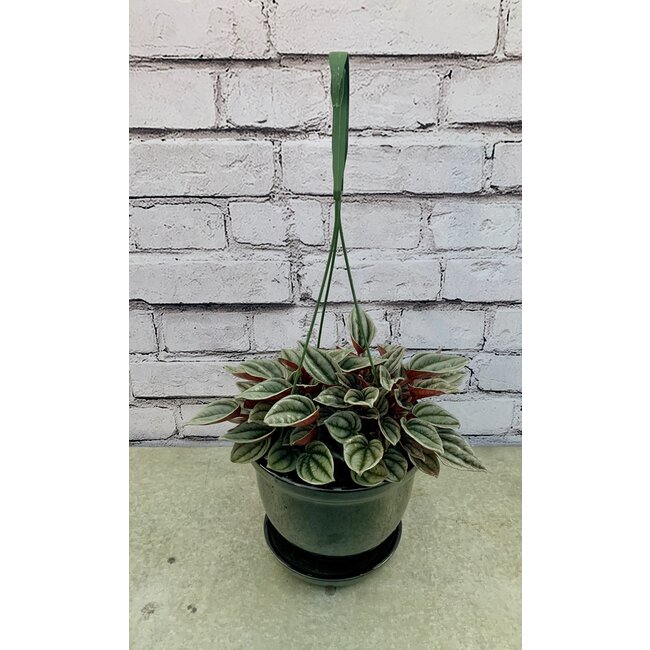 6" Peperomia HB