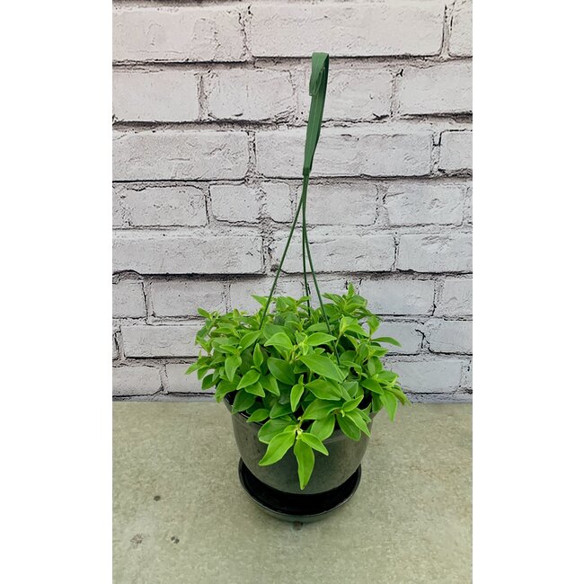 6" Peperomia HB
