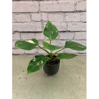 4" Philodendron White Wizard