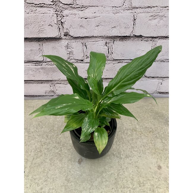 Spathiphyllum Peace Lily