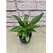 Spathiphyllum Peace Lily