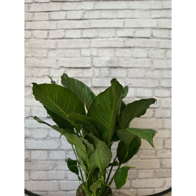 Spathiphyllum Peace Lily