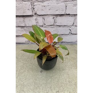 4" Philodendron Sun Red