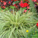 Carex - Evergold 1 Gal