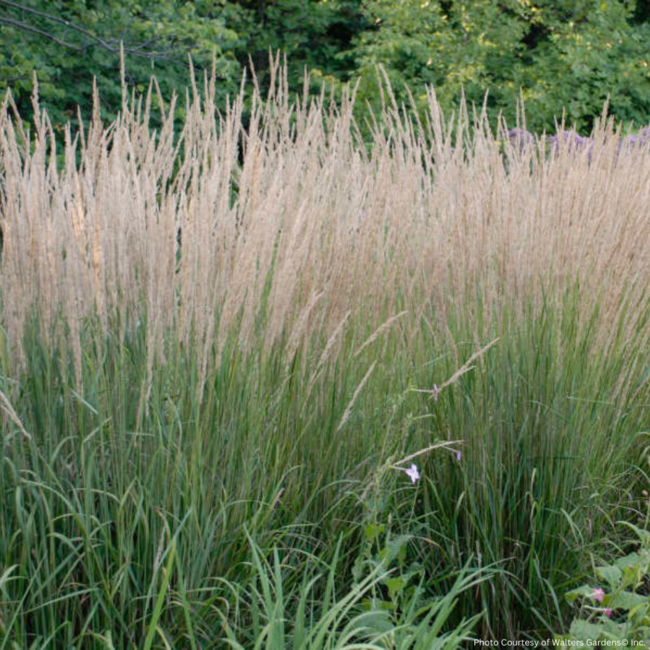 Feather Reed Grass - Karl Foerster