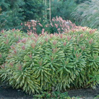 Euphorbia  - Ascot Rainbow 1 Gal