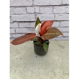 5" Philodendron Sun Red PW