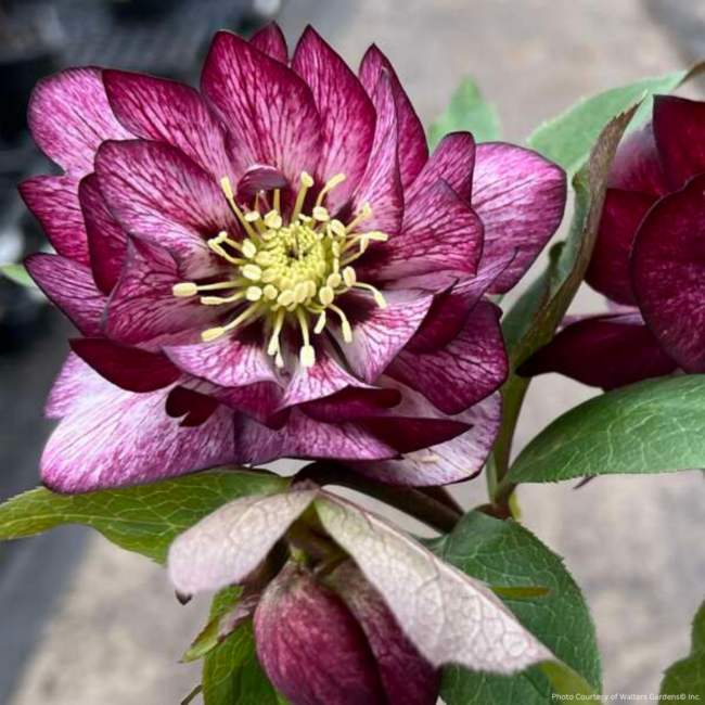 Helleborus - Whirlwind Romance 1 Gal