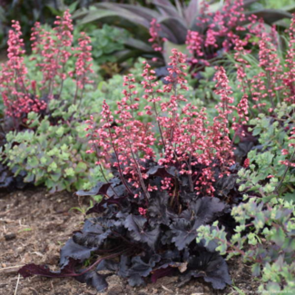 Coral Bells - Timeless Night 1 Gal