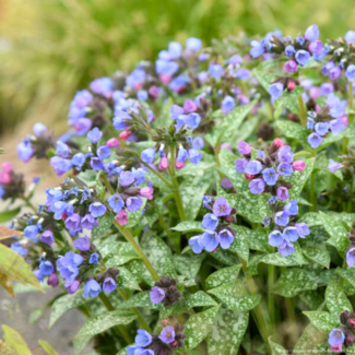 Pulmonaria - Pink-a-Blue PW 1 Gal