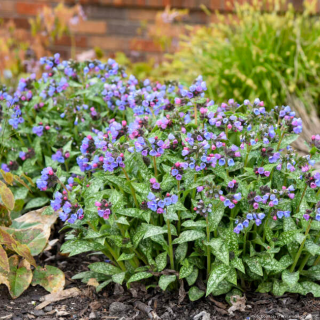 Pulmonaria - Pink-a-Blue PW 1 Gal