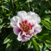 Itoh Peony - Cora Louise 2 Gal