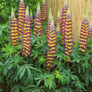Lupin - West Country Manhattan Lights 1 Gal