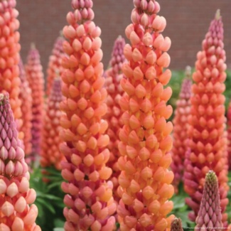 Lupin - West Country Salmon Star 1 Gal