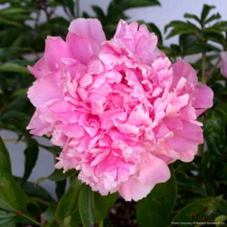 Garden Peony - Dr. Alexander Fleming 2 Gal
