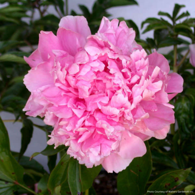 Garden Peony - Dr. Alexander Fleming 2 Gal