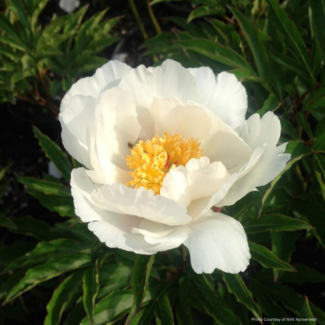 Garden Peony - Jan VanLeeuwen 2 Gal