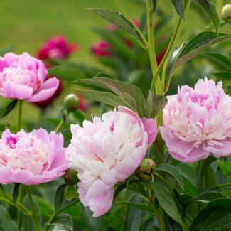 Garden Peony - Sorbet 2 Gal